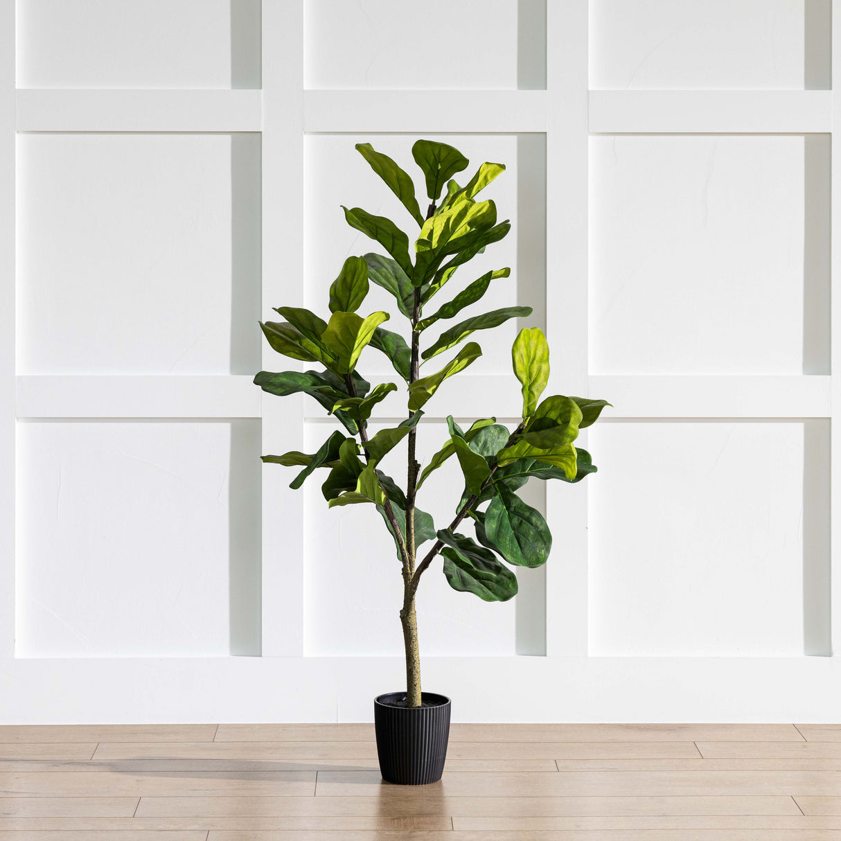 10' Potted Fiddle Tree