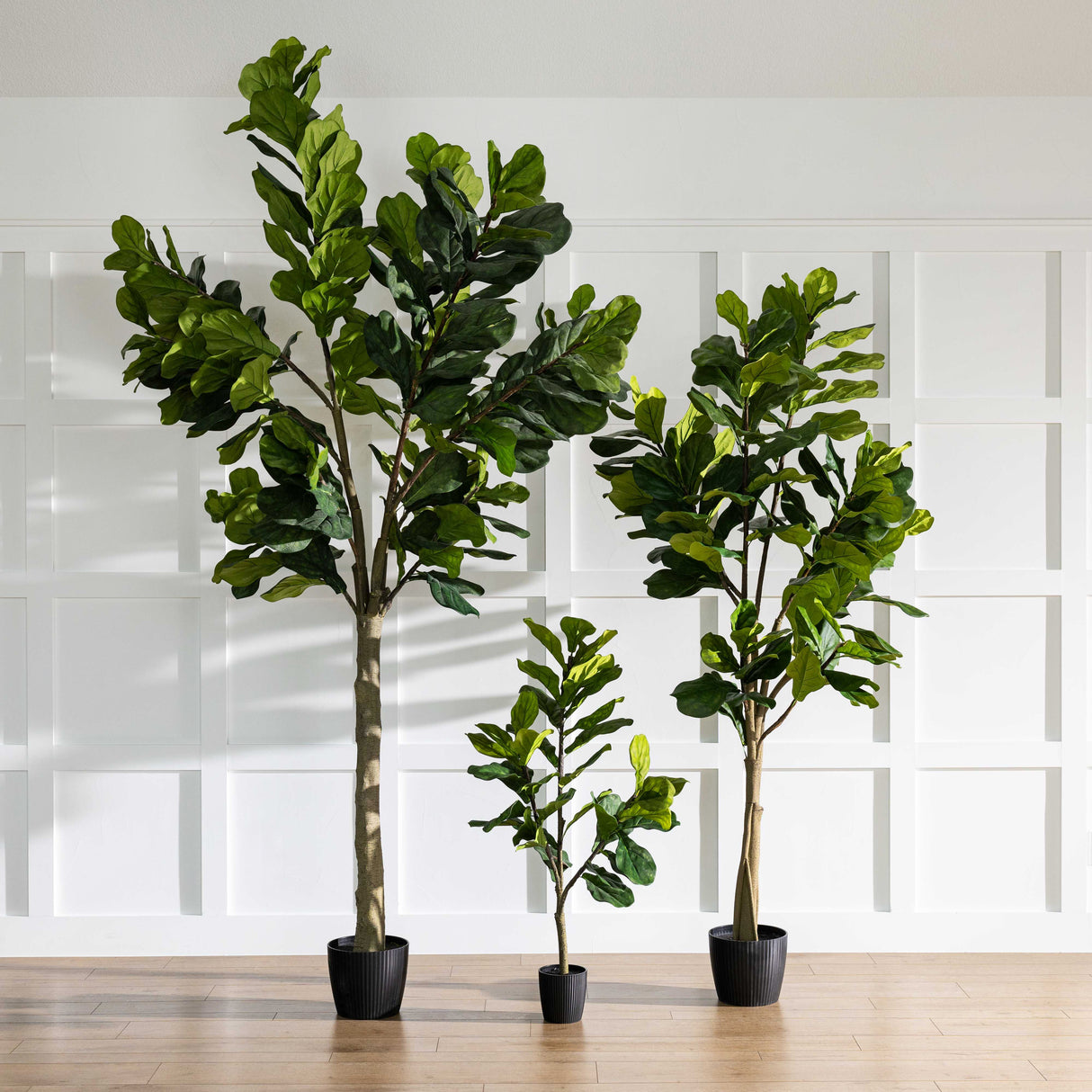 10' Potted Fiddle Tree