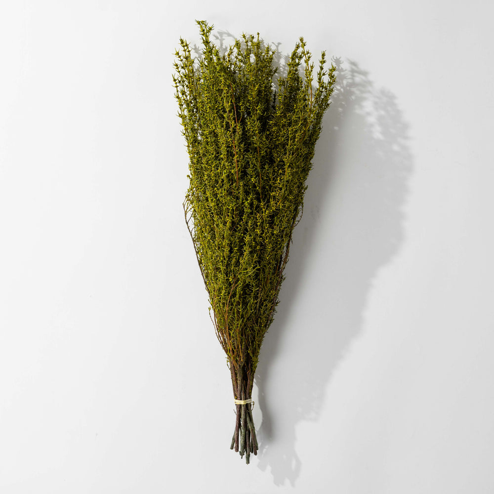 Basil Grabia Bundle