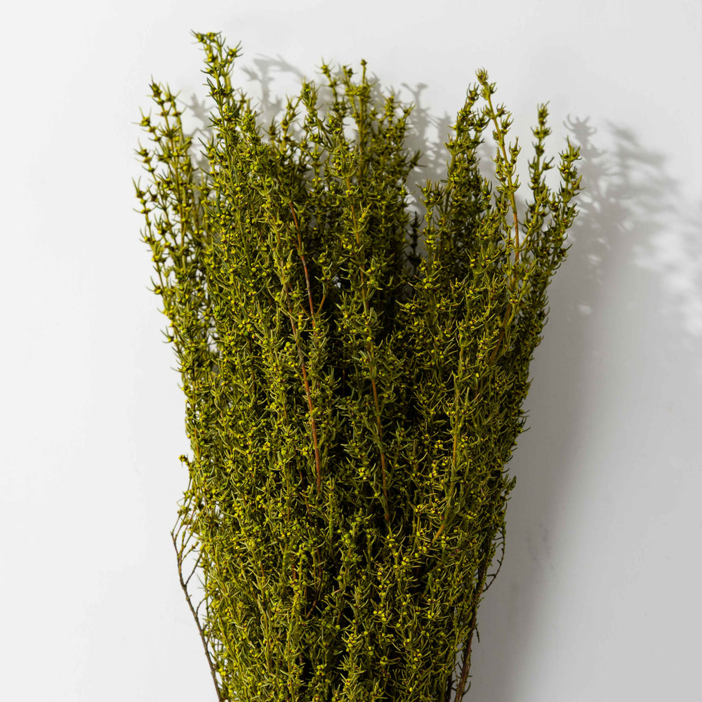 Basil Grabia Bundle