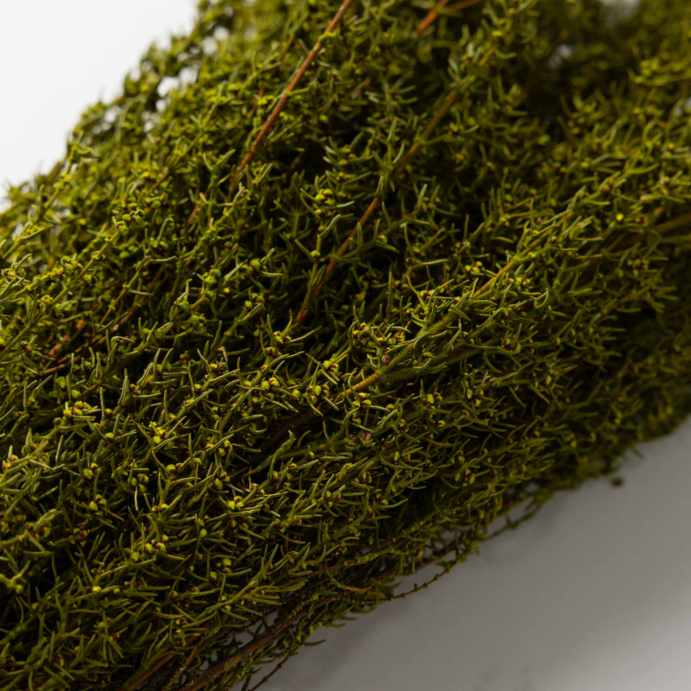 Basil Grabia Bundle