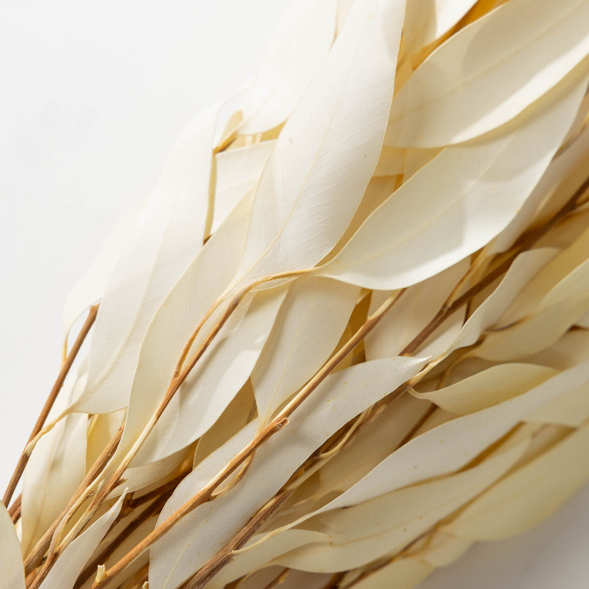 Bleached Willow Eucalyptus Bundle