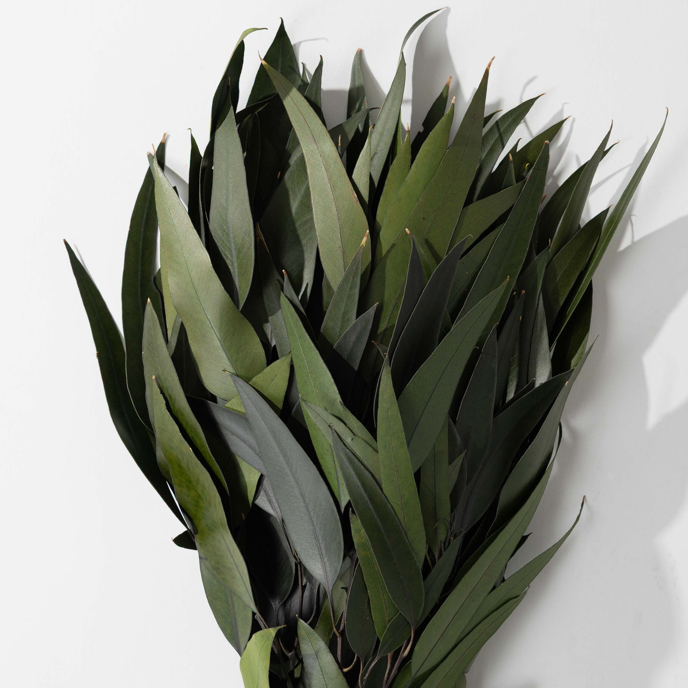 Green Willow Eucalyptus Bundle
