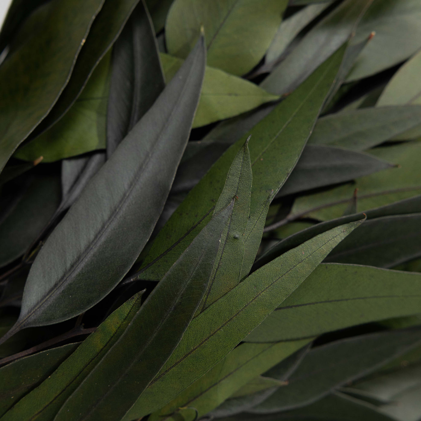 Green Willow Eucalyptus Bundle