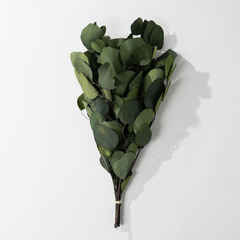 Eucalyptus Pop Green Bundle