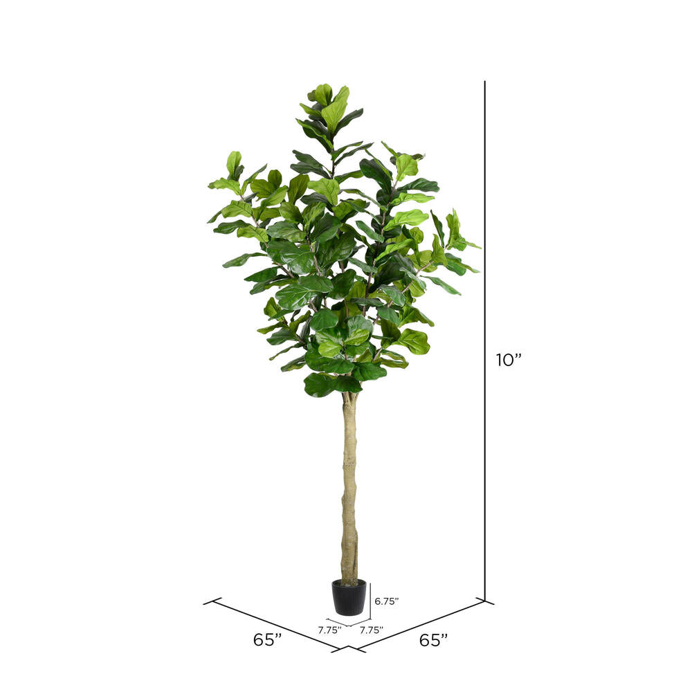 10' Potted Fiddle Tree