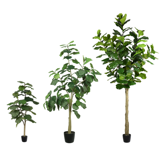 Potted Fiddle Trees