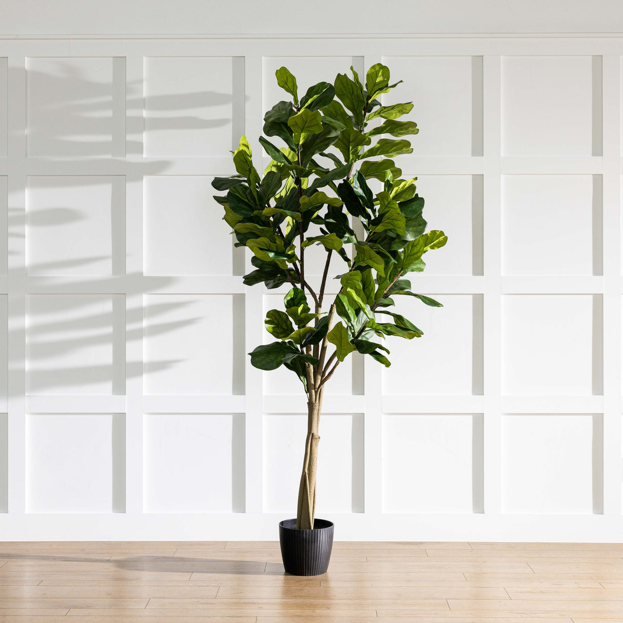 10' Potted Fiddle Tree