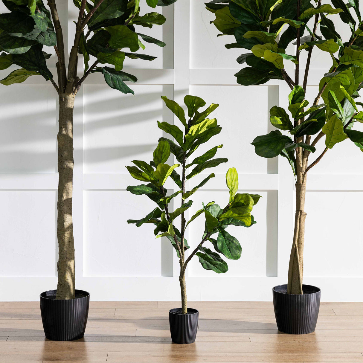 10' Potted Fiddle Tree