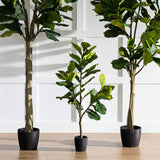 Potted Fiddle Trees