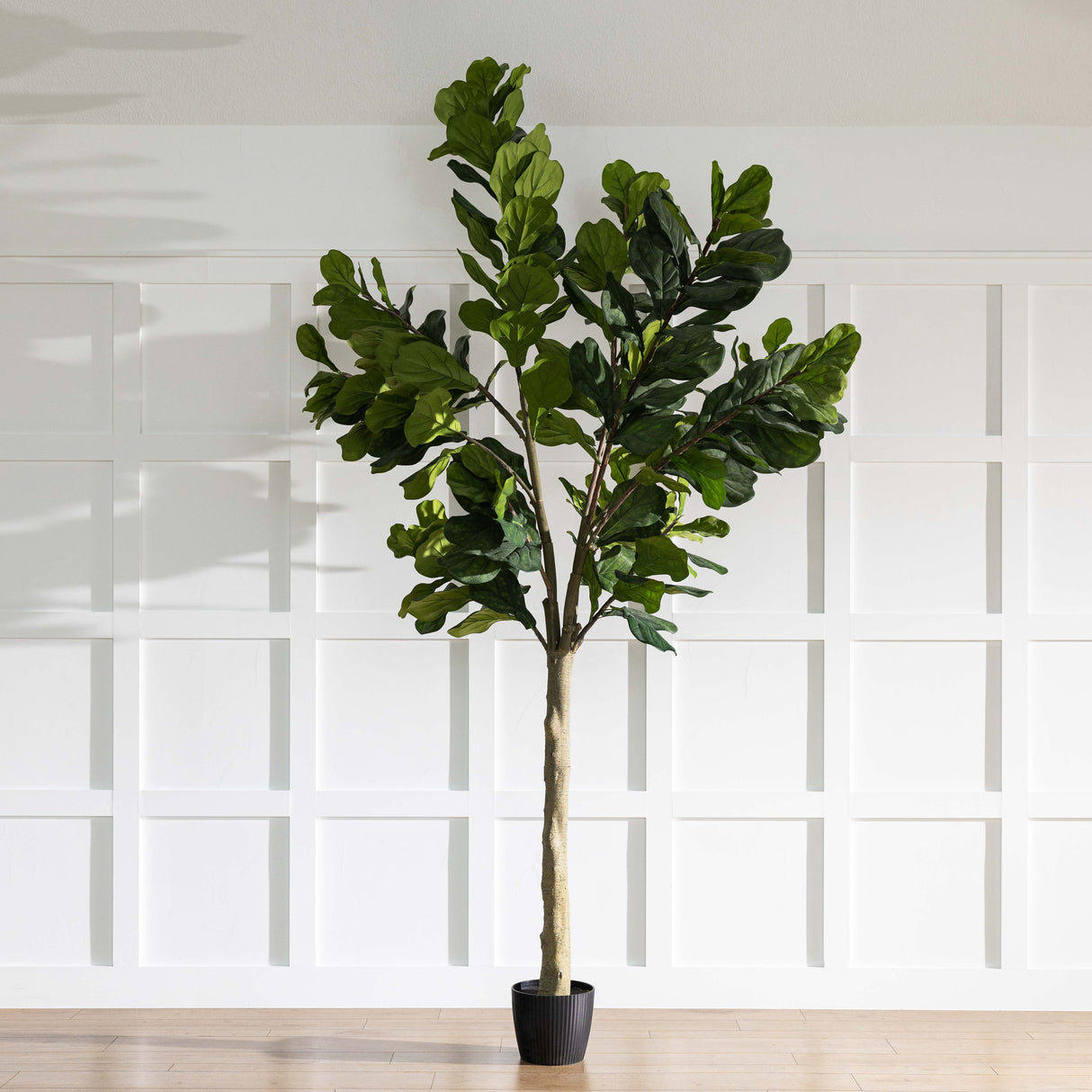 10' Potted Fiddle Tree