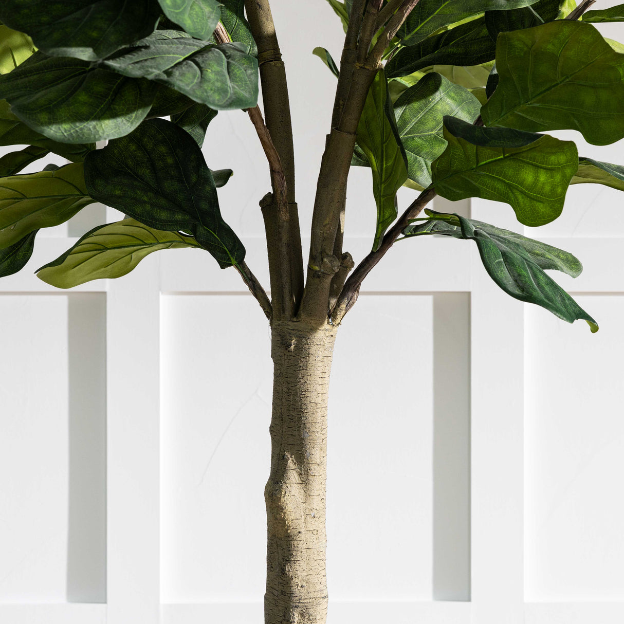10' Potted Fiddle Tree