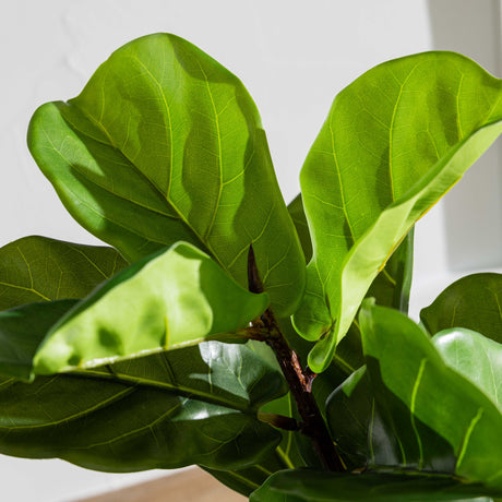 27" Green Fiddle Leaf Plant