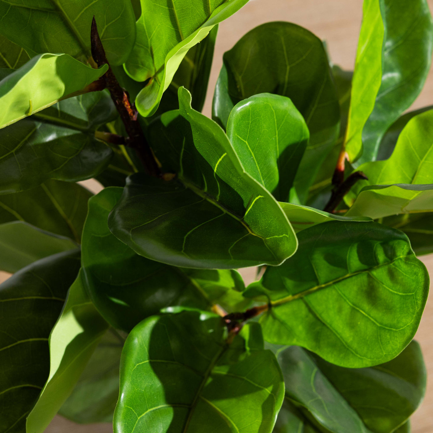 27" Green Fiddle Leaf Plant