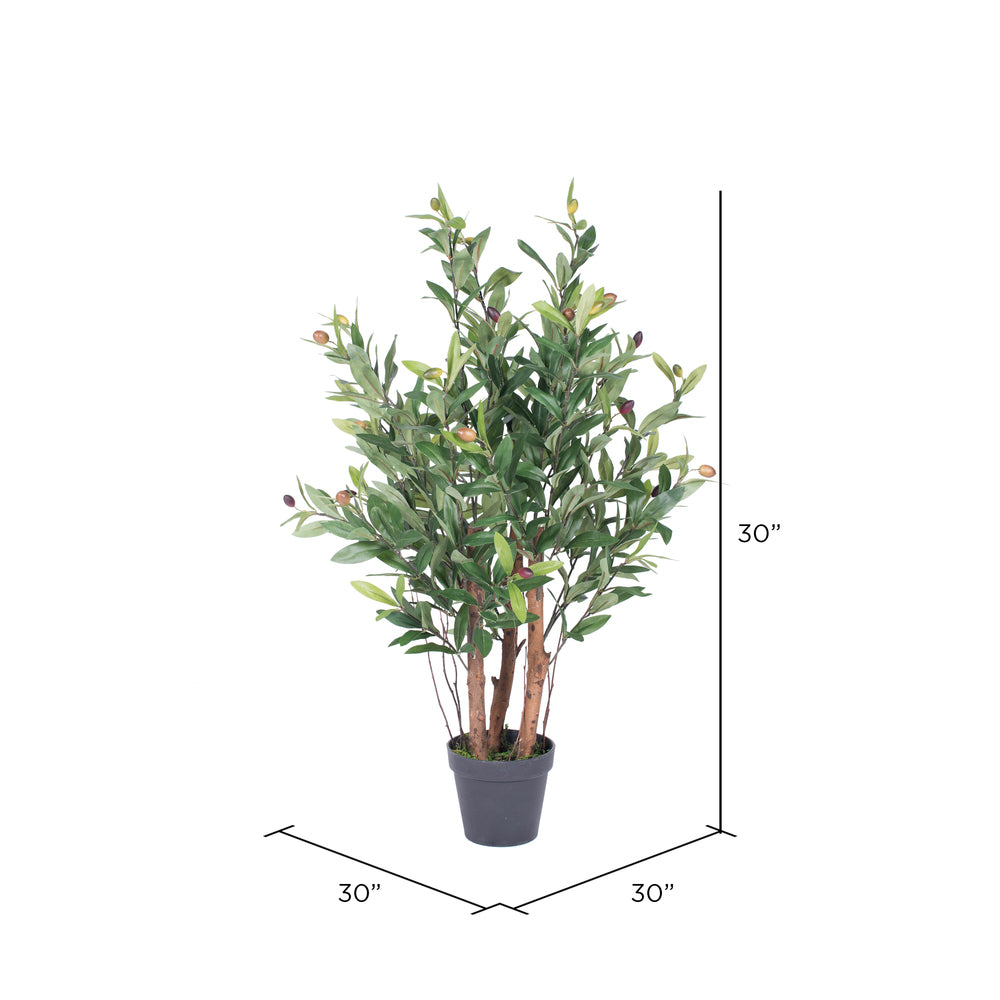 30" Potted Olive Tree