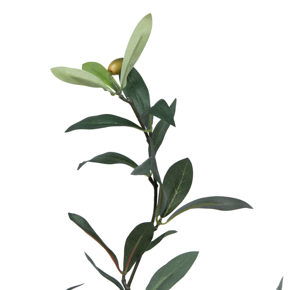 30" Potted Olive Tree