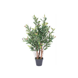 30" Potted Olive Tree