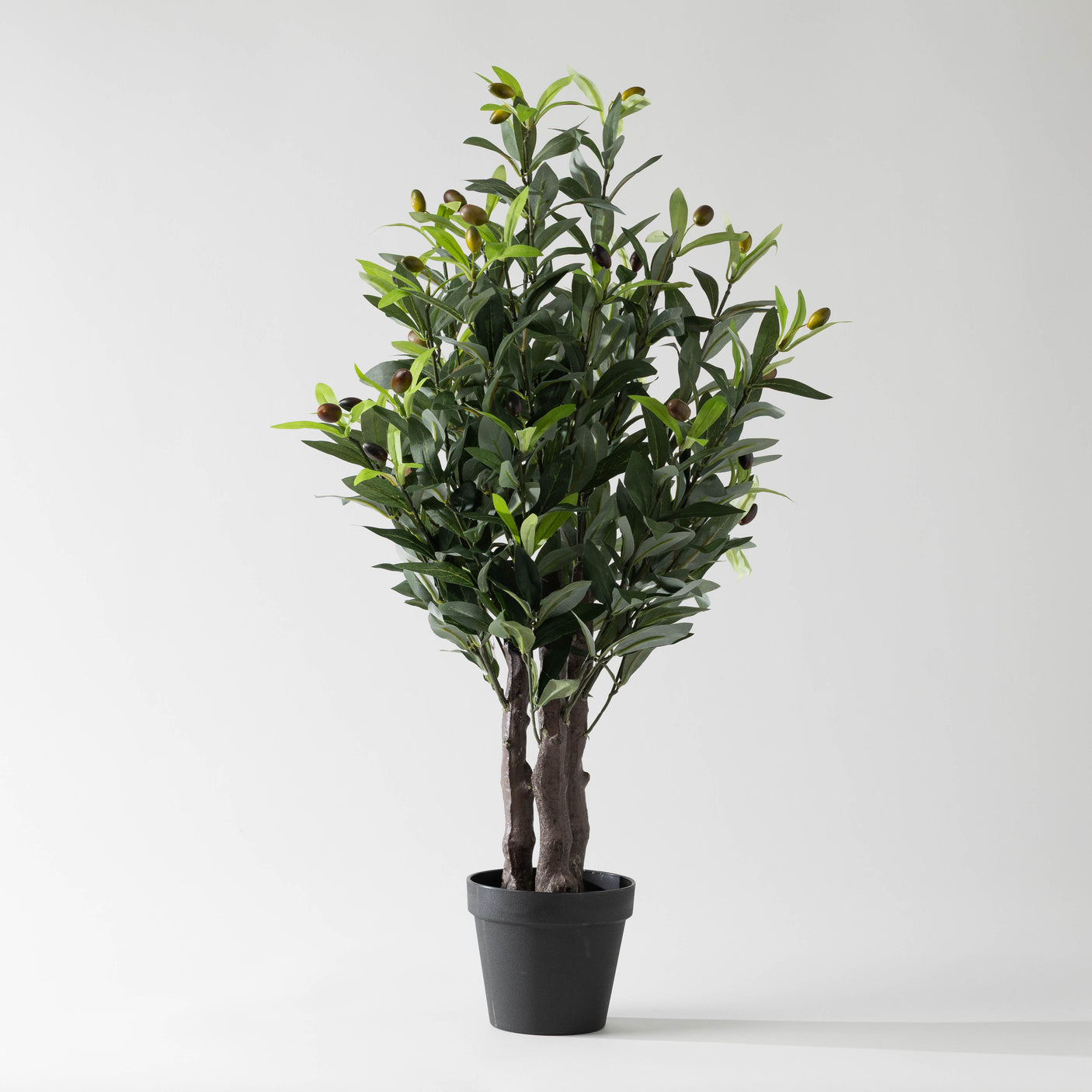 30" Potted Olive Tree