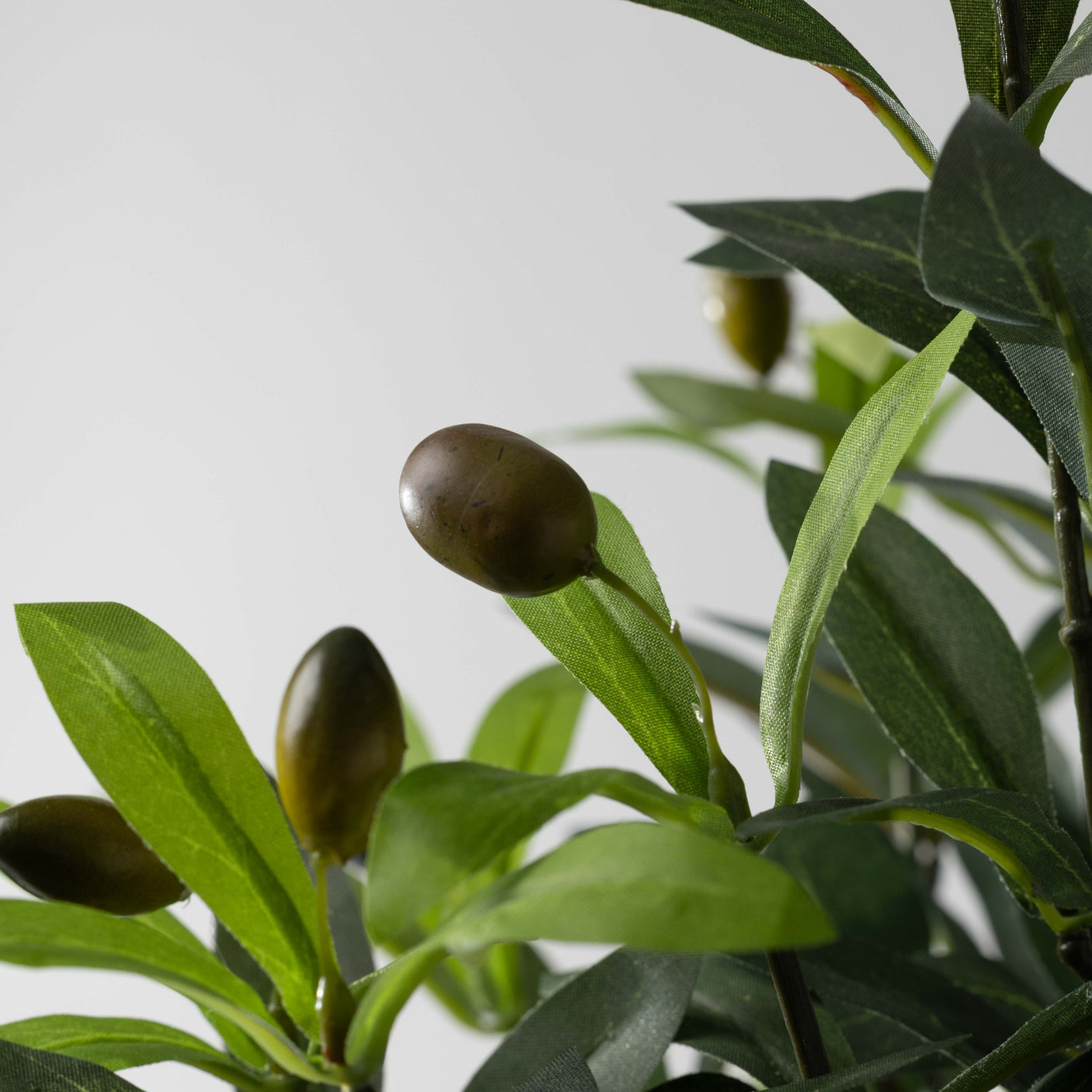 30" Potted Olive Tree