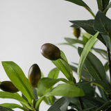30" Potted Olive Tree