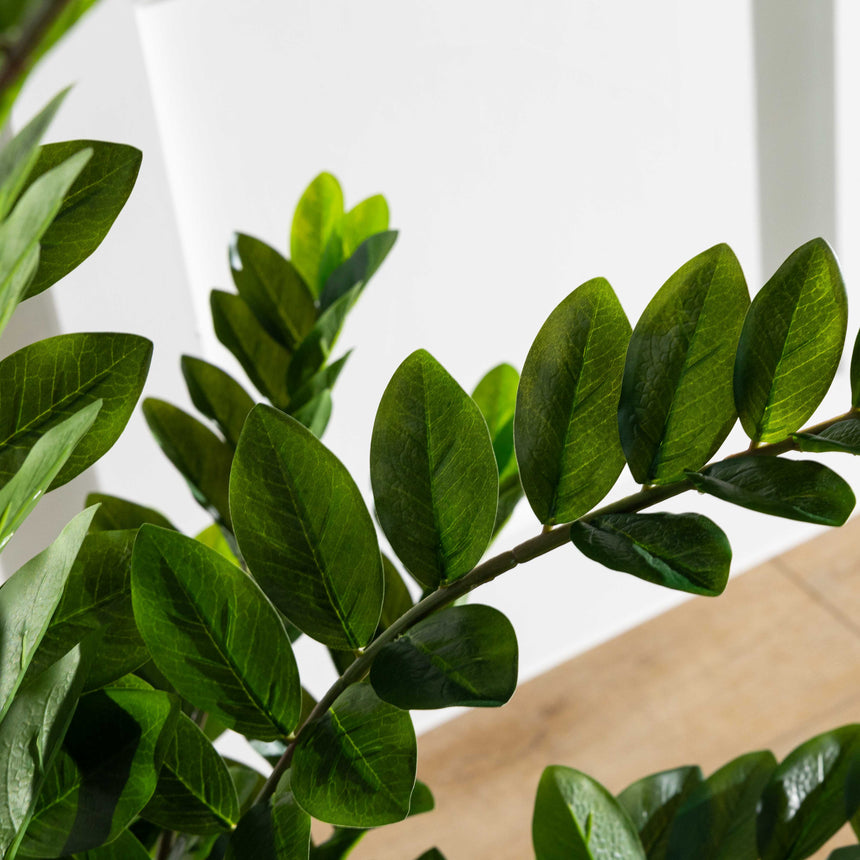 Potted Zamifolia Bush