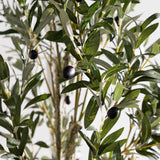 6' Green Potted Olive Tree