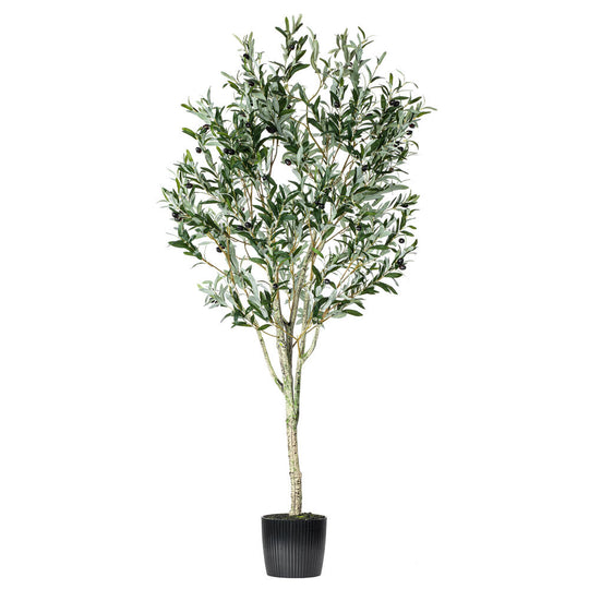 6' Green Potted Olive Tree