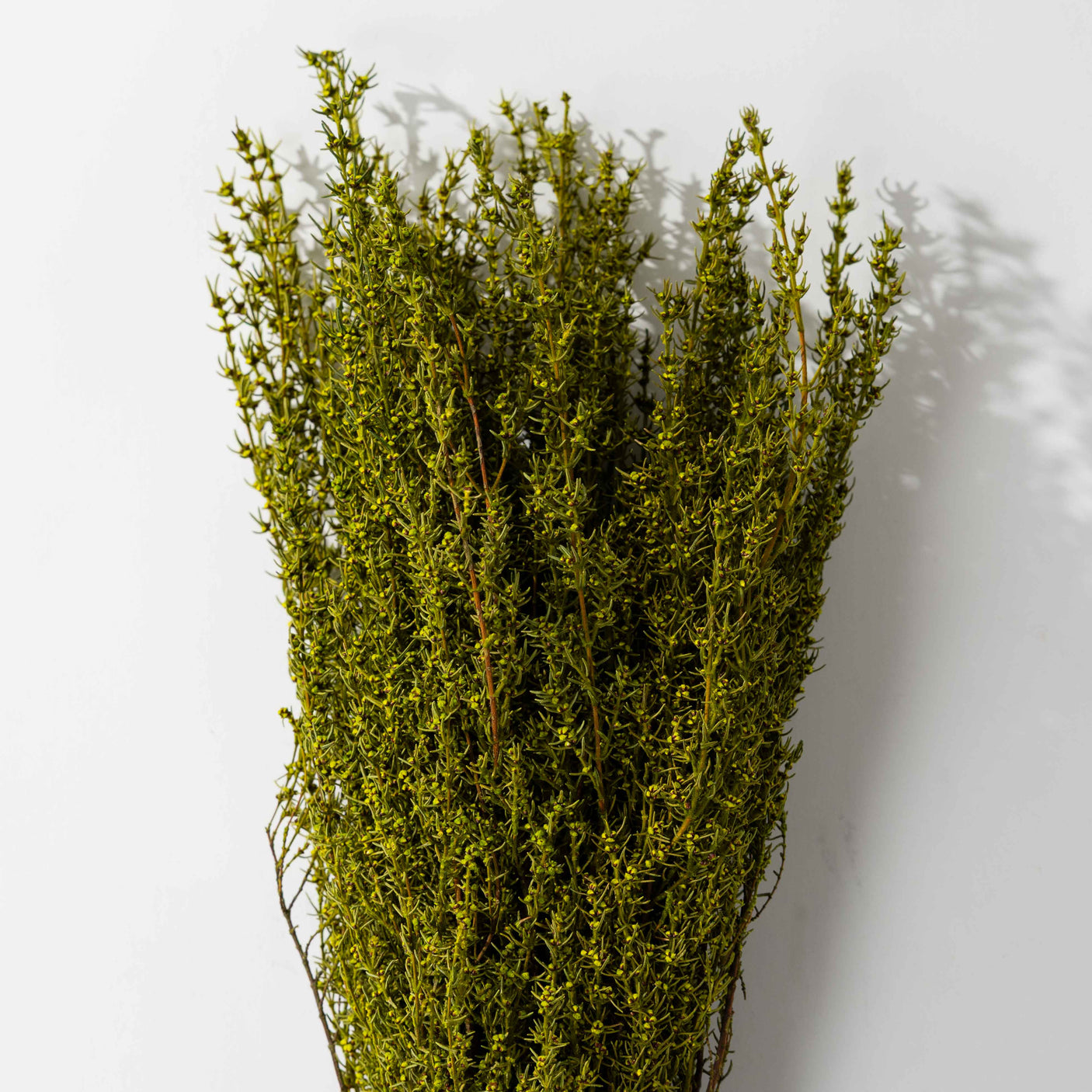 Basil Grabia Bundle