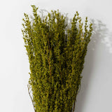 Basil Grabia Bundle