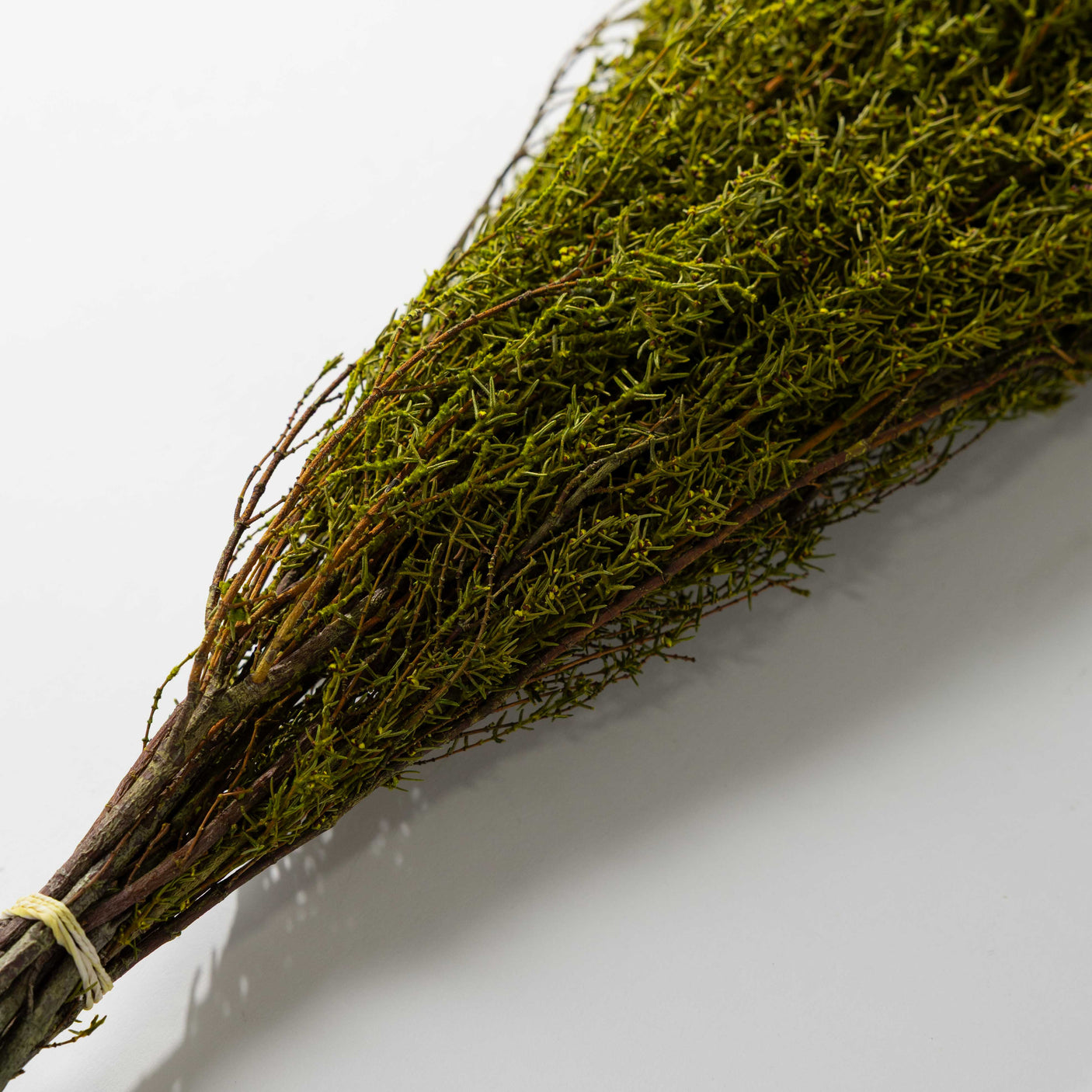 Basil Grabia Bundle