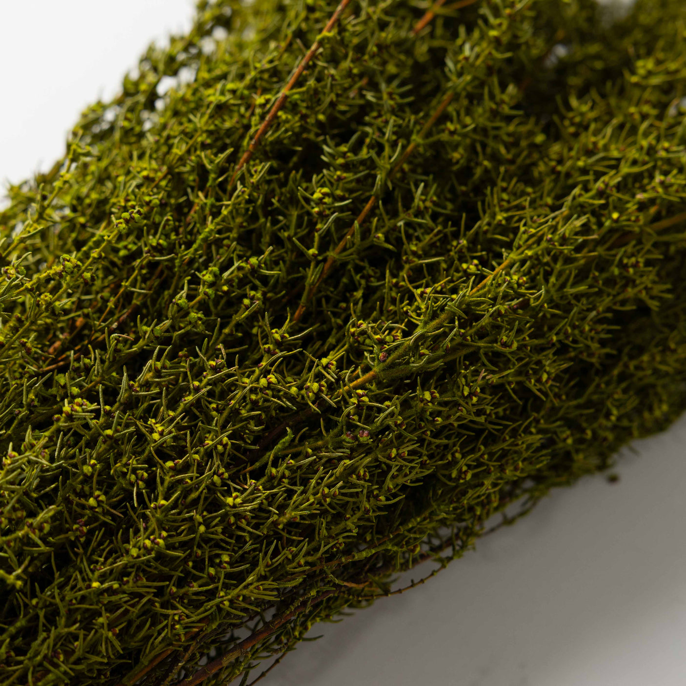 Basil Grabia Bundle