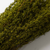 Basil Grabia Bundle