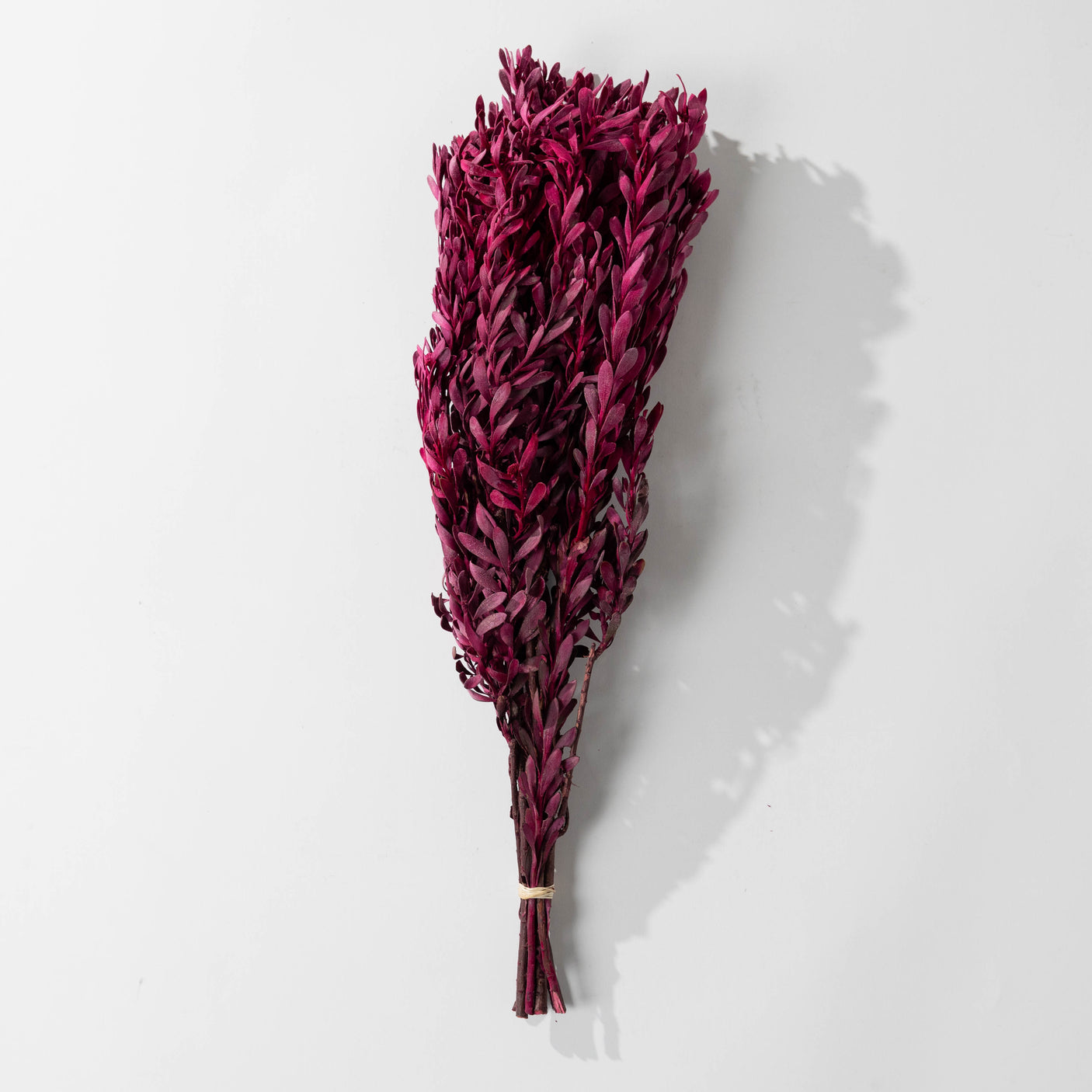 Merlot Pubescens Bundle