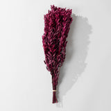 Merlot Pubescens Bundle