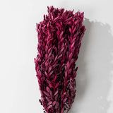 Merlot Pubescens Bundle