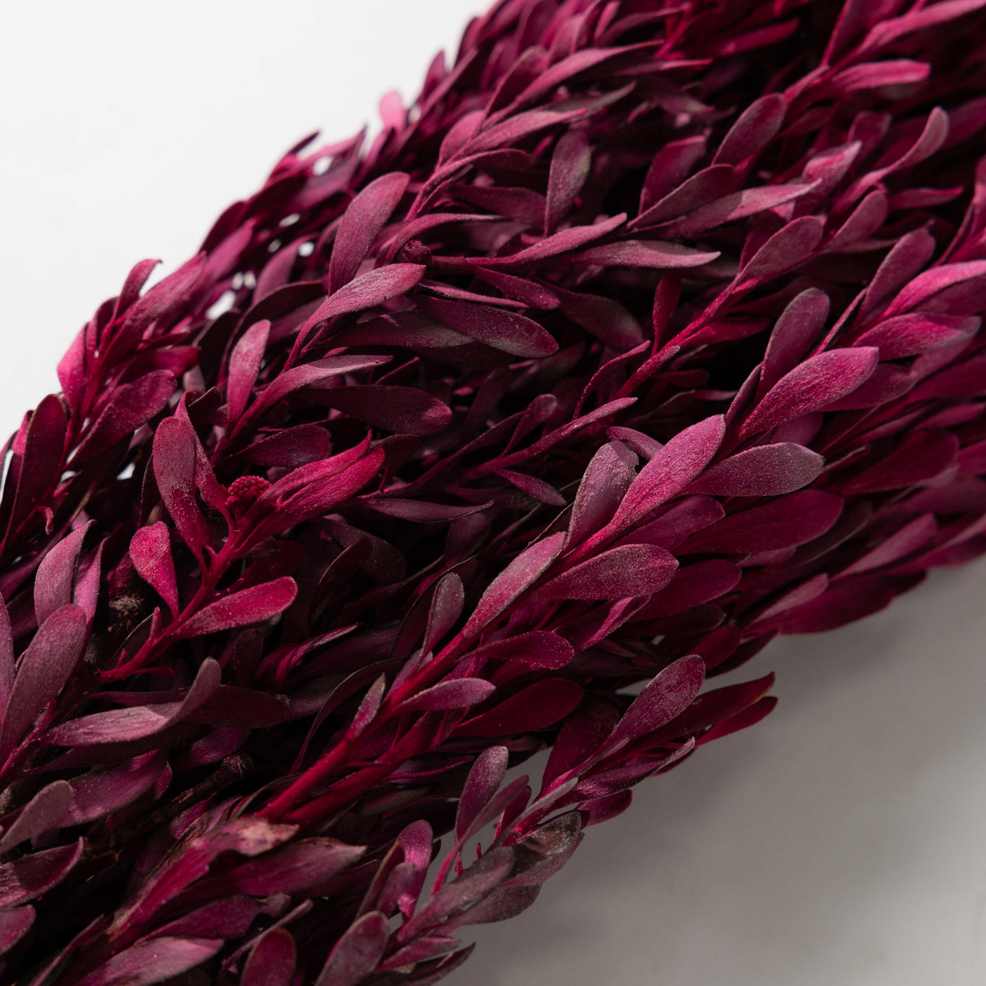 Merlot Pubescens Bundle
