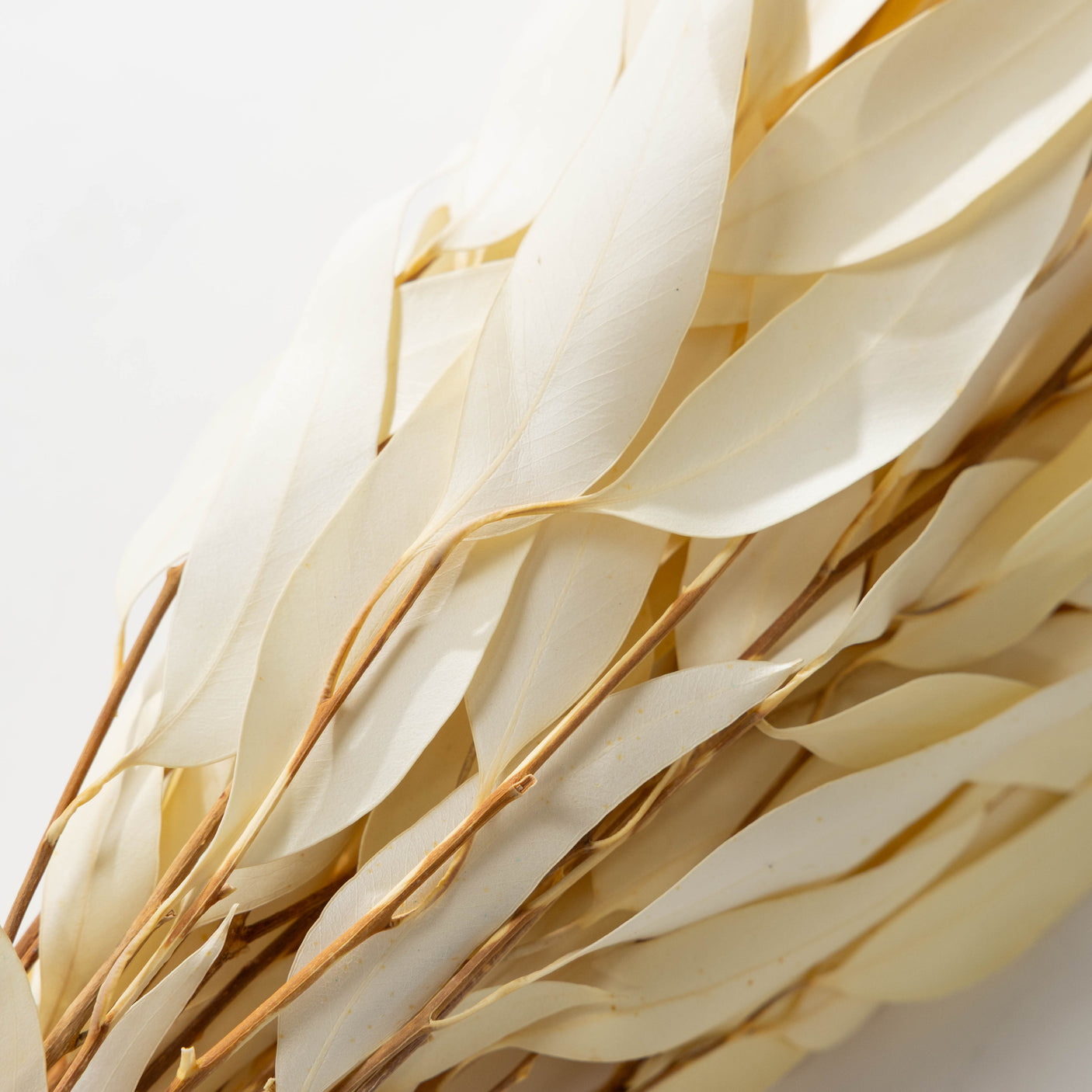 Bleached Willow Eucalyptus Bundle