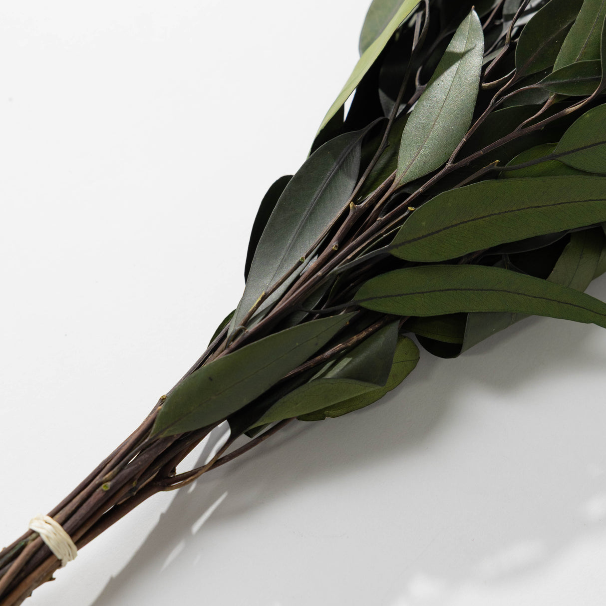 Green Willow Eucalyptus Bundle