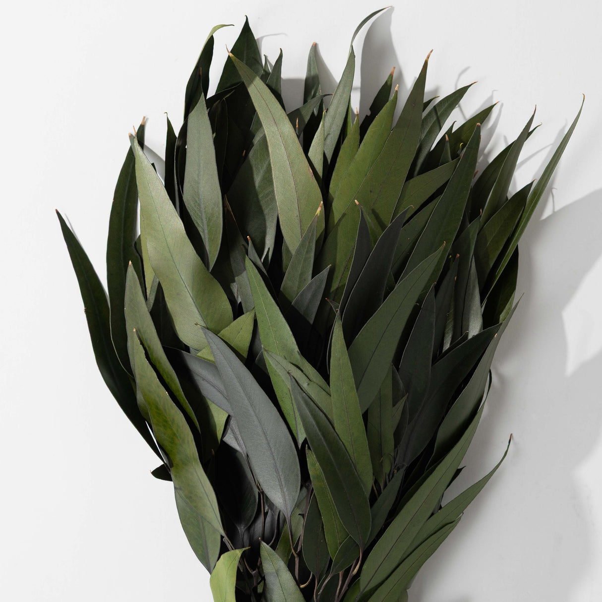 Green Willow Eucalyptus Bundle