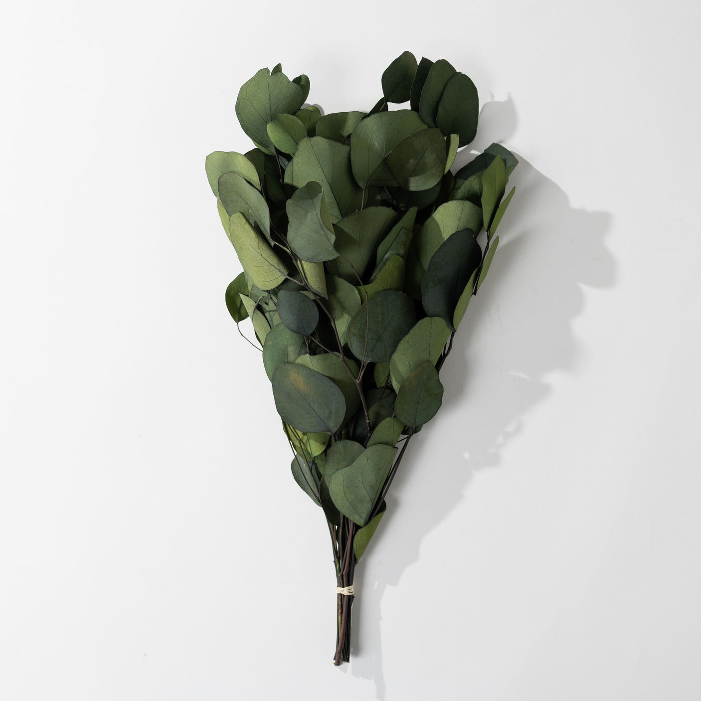 Eucalyptus Pop Green Bundle