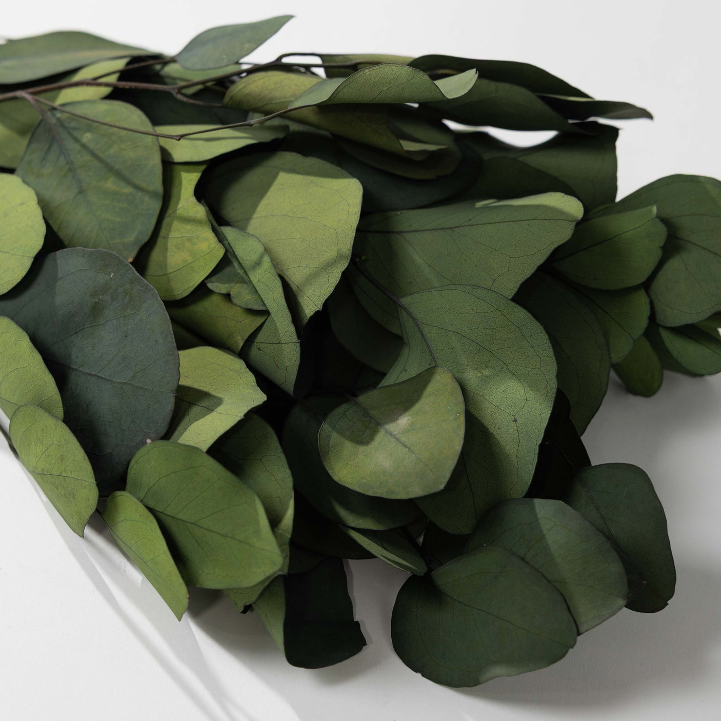 Eucalyptus Pop Green Bundle