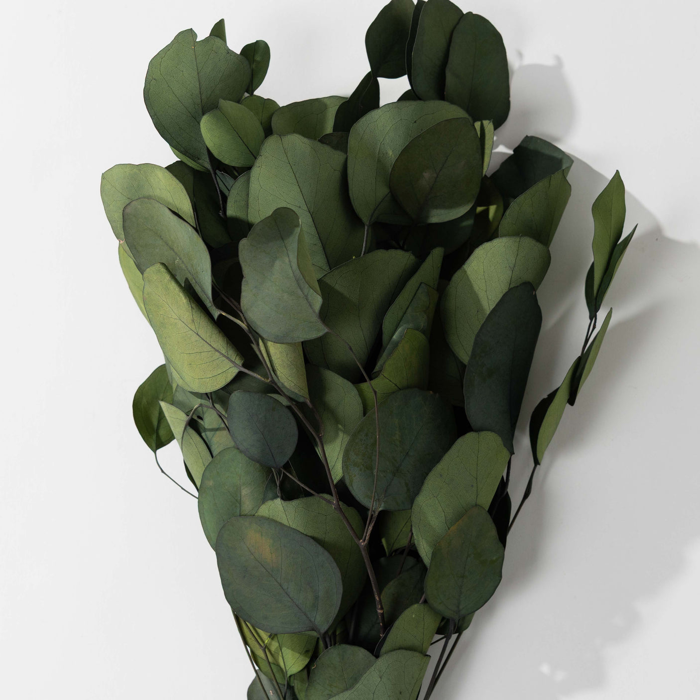Eucalyptus Pop Green Bundle