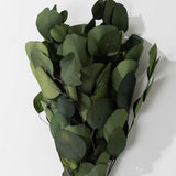 Eucalyptus Pop Green Bundle