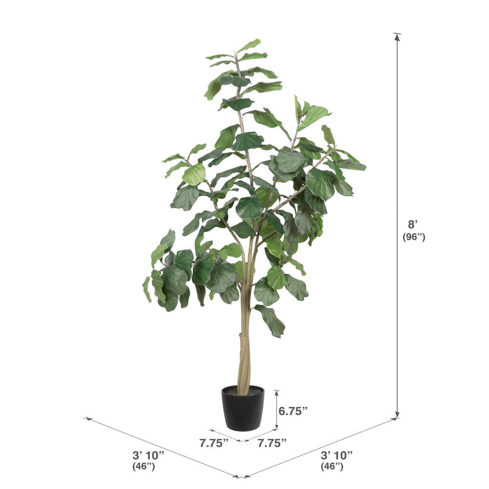 10' Potted Fiddle Tree